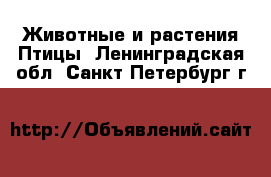 Животные и растения Птицы. Ленинградская обл.,Санкт-Петербург г.